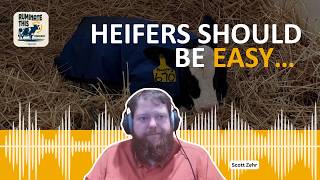 Why Dairy Heifers Aren’t Getting Pregnant (It’s Not What You Think)