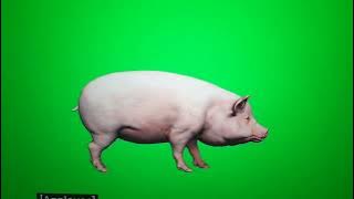 Running Pig Green Screen