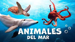 Los animales acuáticos para niños con vídeos | Animales del mar |  Vocabulario para niños