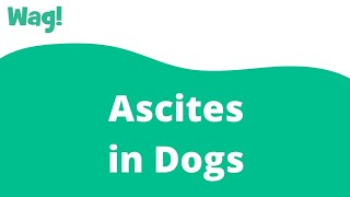 Ascites In Dogs Wag