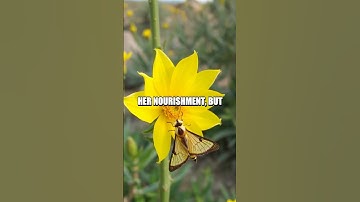 The Enigmatic Pollination of the Yucca Plant and Yucca Moth