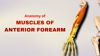 Muscles of Anterior Compartment of Forearm | A Comprehensive Guide | Muscle Anatomy | Doctor Speaks