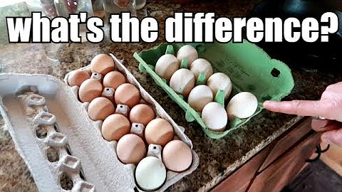 WHAT HAPPENS WHEN YOU EAT EGGS?
