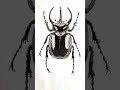 色鉛筆でカブトムシ描いたよ #イラスト #shorts