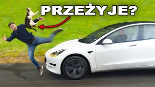 Czy Tesla ZABIJE kota?