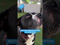 Nearly 2,000 animals in San Diego Humane Society's overflowing shelters