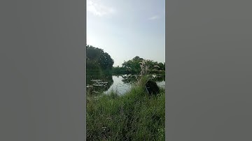 Lotus in Pond 🌿 | Real cuckoo Bird Sound 🕊️ | "Unedited" Nature Video 2025 🌊✨ "100% real" #birdsong