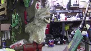 Testas Tuesday Tips- Mounting The Lost Coyote