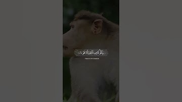 القارئ عبد المحسن القاسم - سورة هود - الآية 56