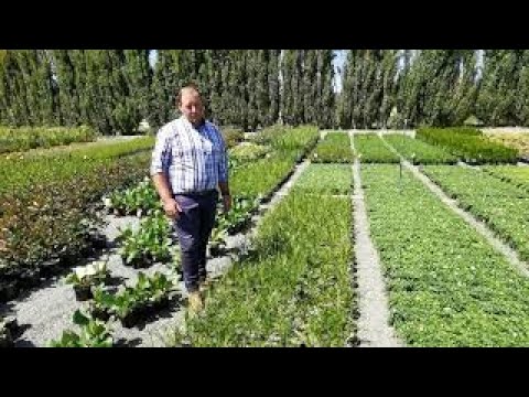 Video: Mis on Lomandra Grass: Lisateave Lomandra teabe ja hoolduse kohta