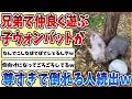【2ch動物スレ】兄弟で仲良く転がりながら遊ぶ子供の【ウォンバット】、やり取りがあまりにも可愛すぎると話題にｗｗｗ