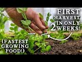 10 Crops You Can Harvest in Under 2 MONTHS! Fastest Growing Vegetables
