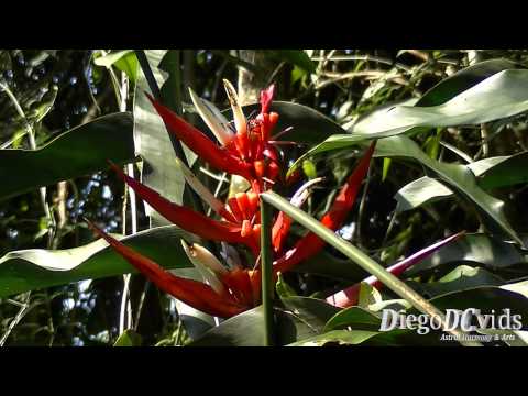 Heliconia angusta - Red Christmas - Heliconia vermelha (Heliconiaceae)