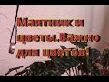 Маятник.  Хорошие и плохие места ! Это важно для растений!