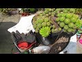 Re potting my large and old Echinopsis multi headed Cactus Plant