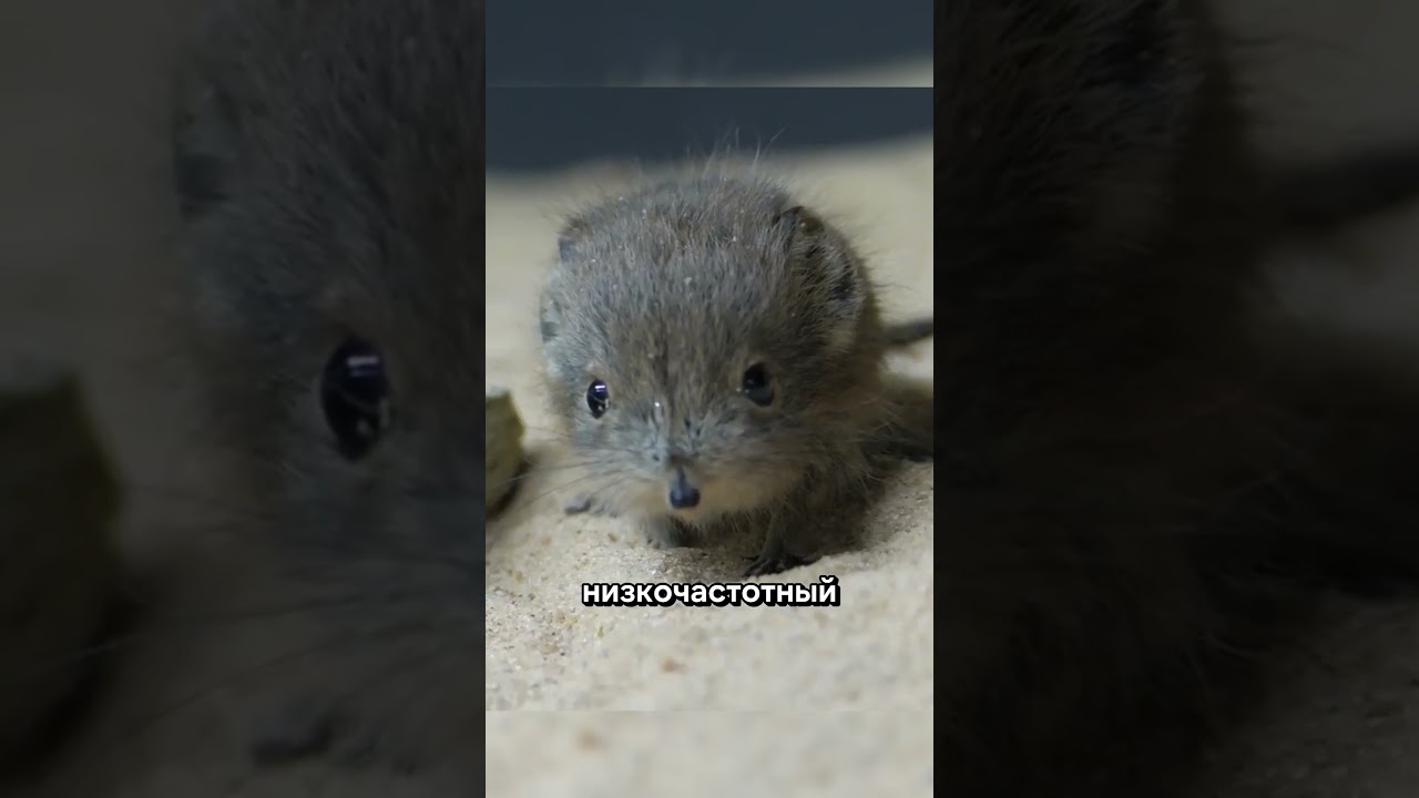 Маленький, но смертельный: самые крошечные хищники мира 🐾⚡