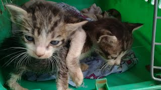 2 Orphan Kittens Are Hungry And ill They Need A Mother For Their Care