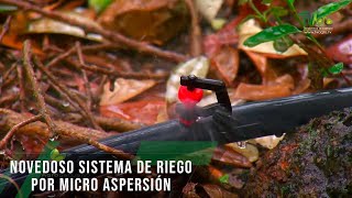 Novedoso sistema de riego por micro aspersión - TvAgro por Juan Gonzalo Angel Restrepo