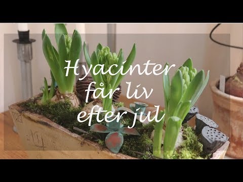 Hyacinter får liv efter jul