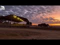 Elephants, Khanyisa & Timisa Spend Time with their Foster Moms ☀️