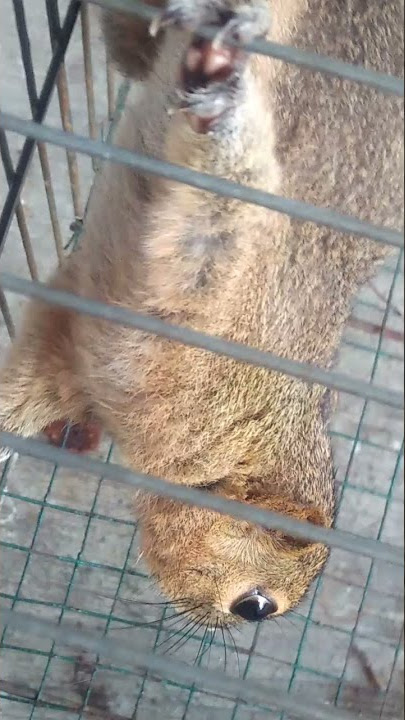 suara asli bajing kelapa dewasa #viral tupai jinak