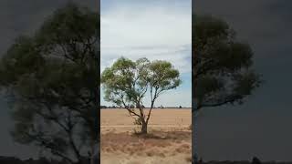 Melbourne to Mildura V/Line Train &amp; Coach Trip March 2025 #travel #australia