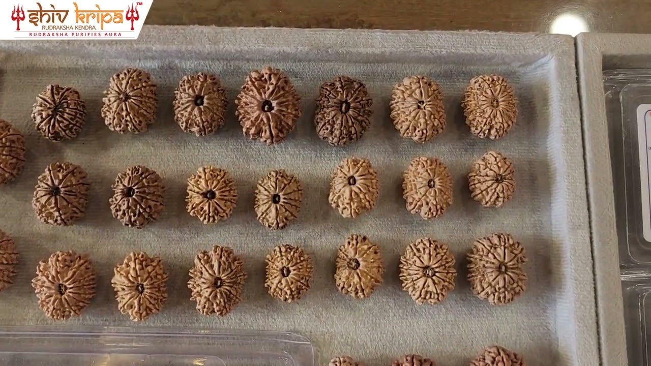 12 Mukhi Rudraksha Beads - Government Approved | Shiv Kirpa Rudraksha Kendra