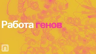 Работа Генов – Курс Константина Северинова / Постнаука