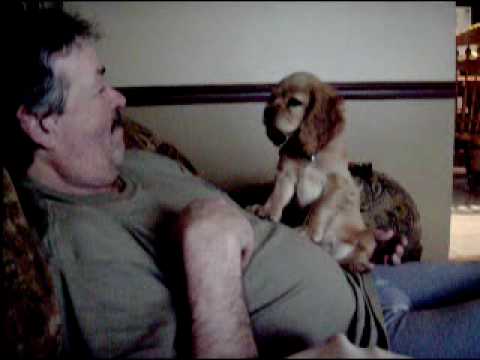 Cocker spaniel. Chester. 11 weeks old, playing with Dad.