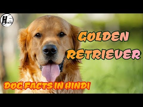 golden-retriever-dog-facts-|-hindi-|-dog-facts-|-hinglish-facts