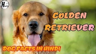 golden rottweiler dog price