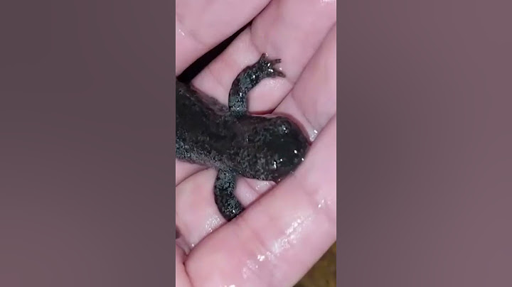 Guy Watches The Eggs He Rescued Grow Up! | The Dodo