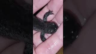 Guy Watches The Eggs He Rescued Grow Up The Dodo