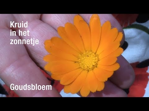 Video: Zonnige Ogen Van Goudsbloem