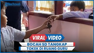 Pemberani, Bocah SD Tangkap Tokek di Ruang Guru Pakai Tangan Kosong