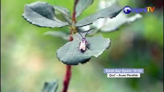 Murottal Surah Asy-Syura ayat 19-53