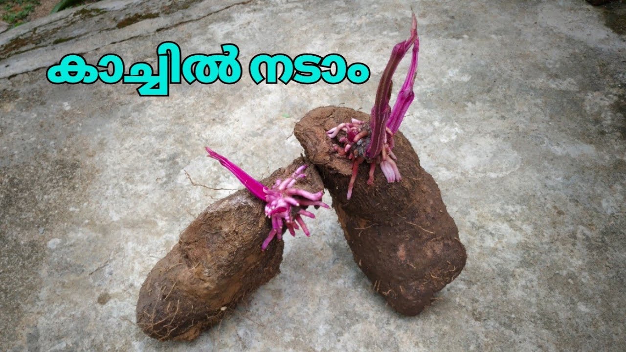 കാച്ചിൽ നടുമ്പോൾ ശ്രദ്ധിക്കേണ്ട കാര്യങ്ങൾ | greater yam | kachil Krishi | കാച്ചിൽ കൃഷി