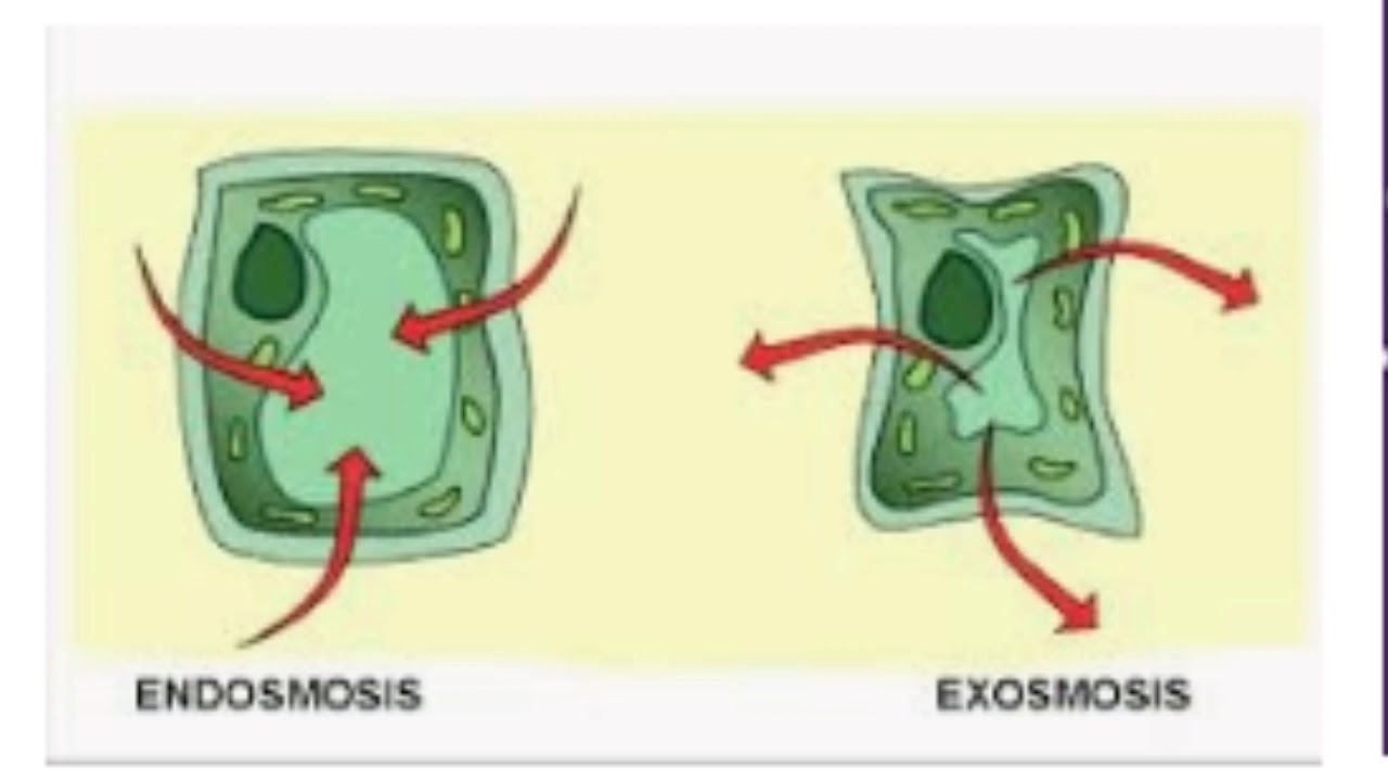 Endosmosis And Exosmosis YouTube