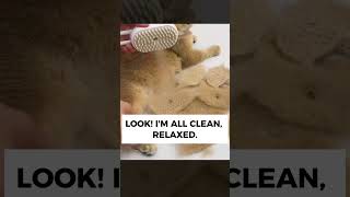 Steamy Brush 3-in-1 Pet Grooming Brush | Pet Pals Parlor