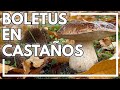Boletus en los castaños!! 🍄‍🟫 🍄‍🟫#boletus #mushroom #nature #fungi #boletusedulis 
