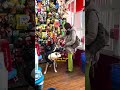 He Only Had A Coconut To Play With, Now He Gets A Toy Shopping Spree | The Dodo