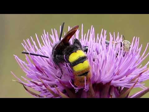 Mammoth wasp (Megascolia