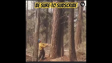 Felling Trees on Wildfire Montana #arborist #loggers #viral #shorts #stihl #chainsaw #wildfire