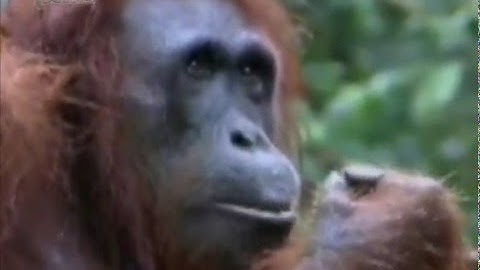 Hewan Langka - Ayo Belajar Biologi