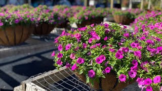 Dive In! A behind the scenes look at our Naples Florida company, C3 Gardens! It’s planting season!!