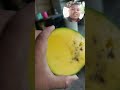 Panen mangga
