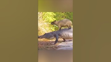 Do Crocodiles Loves Capybaras?