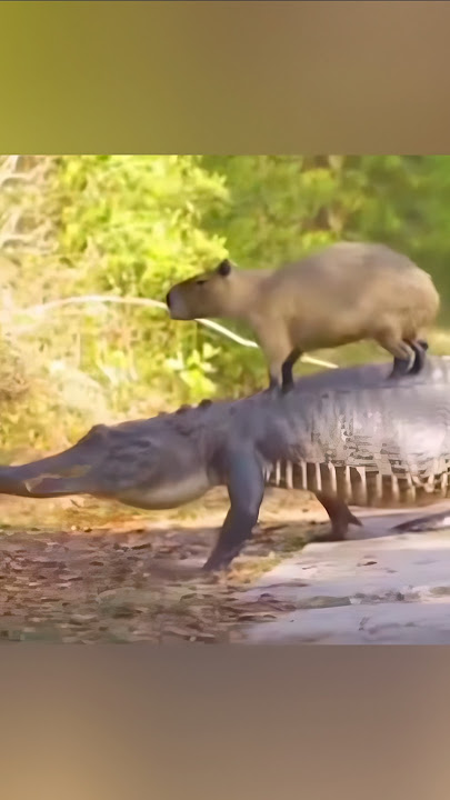 Do Crocodiles Loves Capybaras?