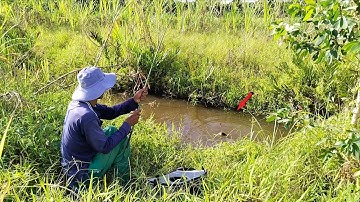 trở lại vườn hoang câu cá thác lác mà được cá phi to đã quá 