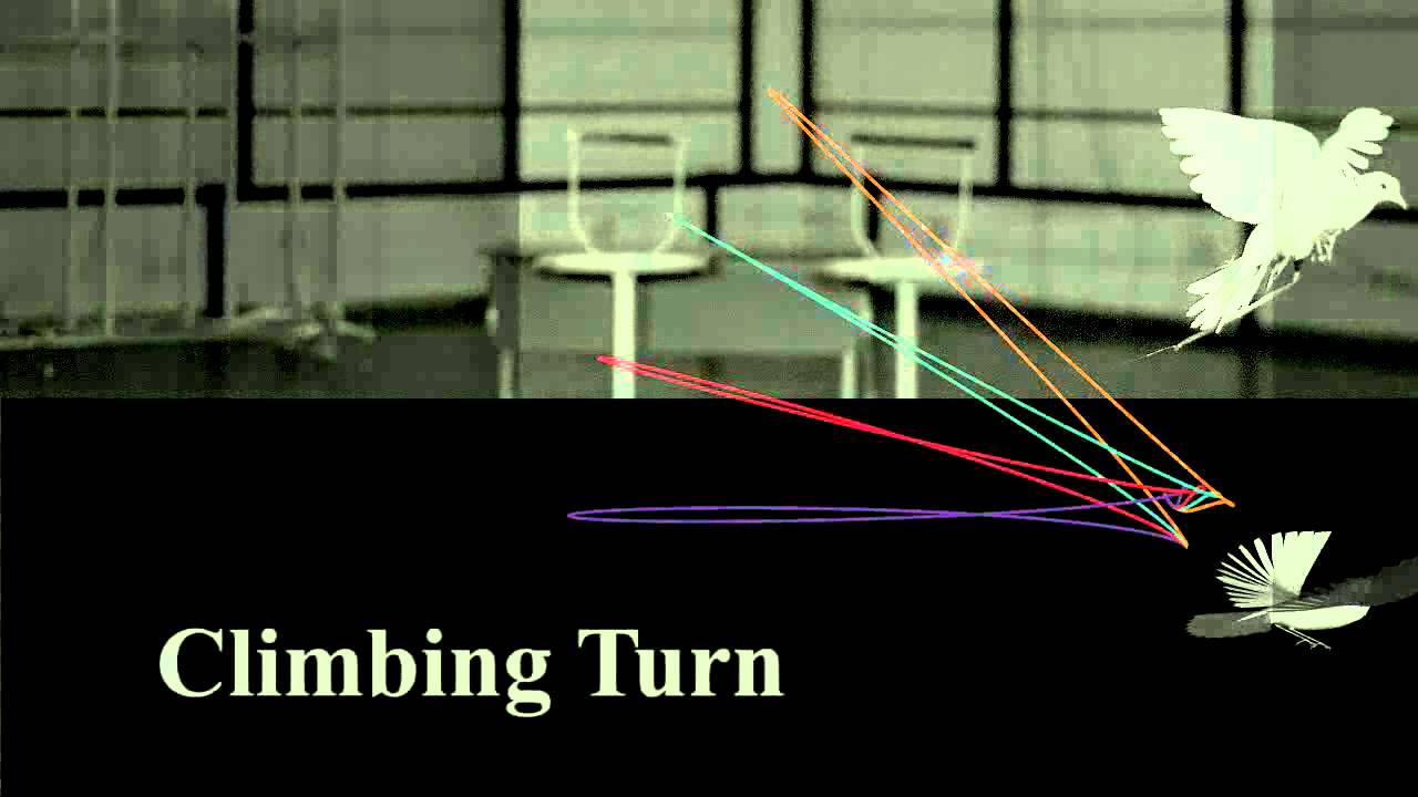 Data-Driven Control of Flapping Flight